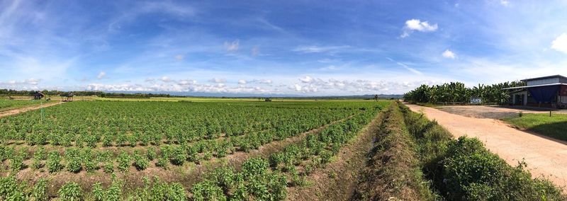 Scenic view of agricultural field against sky