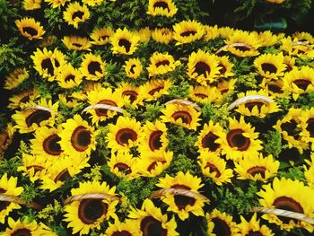 High angle view of sunflower field