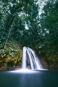 Scenic view of waterfall in forest