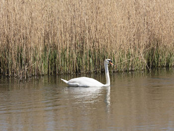 Swan swimming in lake