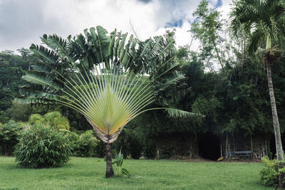 Traveler's palm tree growing in tropical climate in a garden among other plants and trees