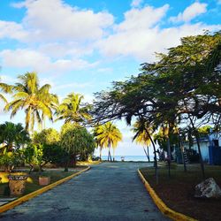 Road by palm trees against sky