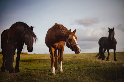 Horses standing in a field