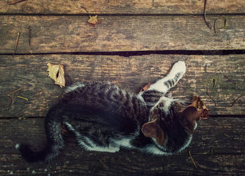 Top-down view of a cat lying on a rustic wooden table surrounded by fallen dry leaves. autumn season 