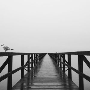 Little gull perching on footbridge railing against sky