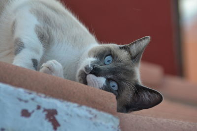 Close-up of cat resting