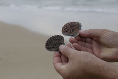 Close-up of hand holding shells