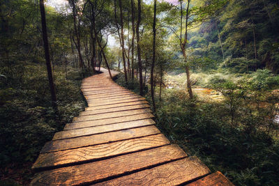 Footpath amidst trees in forest