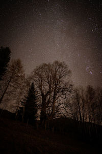 Trees on field against sky at night