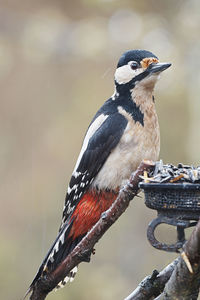 Close-up of bird perching on a branch