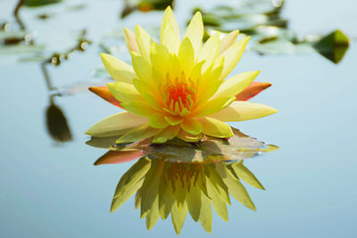 Close-up of yellow water lily in pond