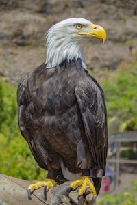 White-headed bald eagle standing close up