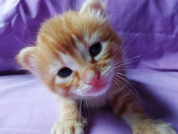 Close-up portrait of a cat