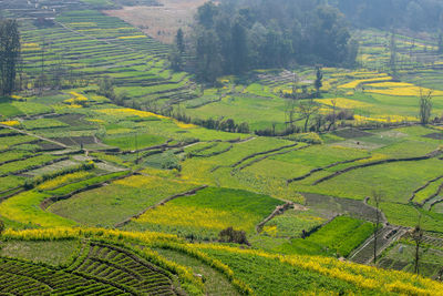 Scenic view of agricultural field