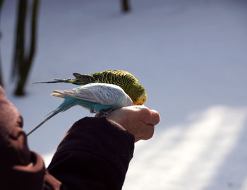 Close-up of hand holding bird against sky