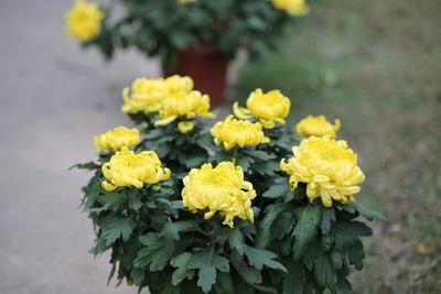 Close-up of yellow flowers