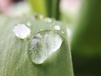 Close-up of white flowers
