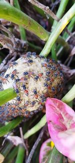 Close-up of butterfly pollinating on flower