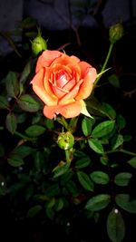 Close-up of pink rose