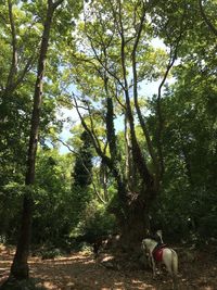 View of a forest