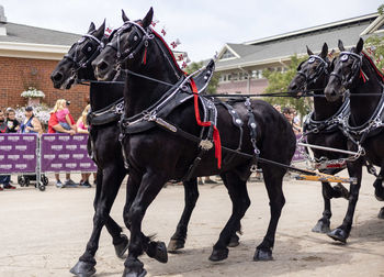 horse harness