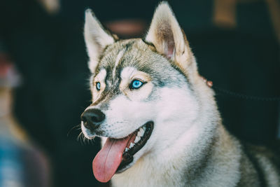 Close-up of dog looking away