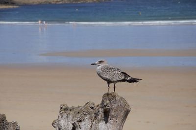 Seagull perching on wooden post at beach