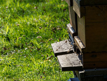 Close-up photo of beehive in a field