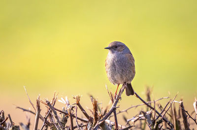 Close-up of bird perching on plant