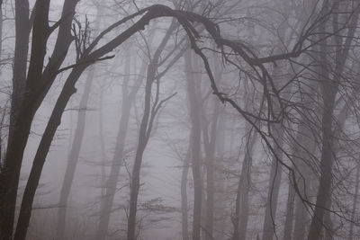 Low angle view of bare trees in forest during winter