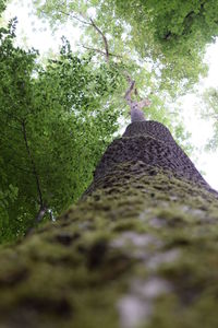 Low angle view of tree against sky
