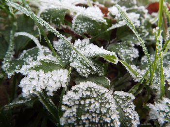 Close-up of frozen plant against blurred background