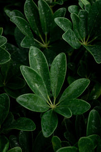 High angle view of raindrops on leaves