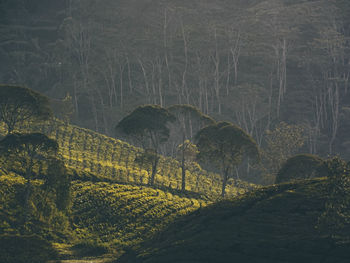 Plants growing on land