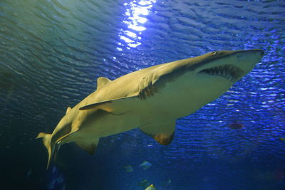 Close-up of fish swimming in sea