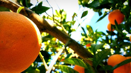 Close-up of orange fruits on tree