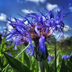 Close-up of purple flowers in field