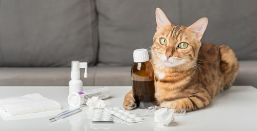 Domestic cat on the table with medicines for colds. virus. medicines for home treatment.