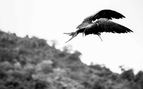 Low angle view of bird on tree