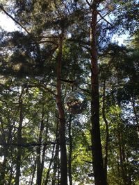 Low angle view of bamboo trees in forest