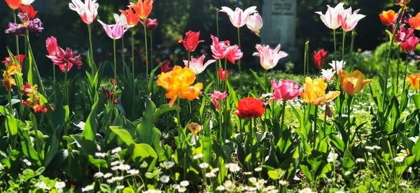 Close-up of flowering plants growing on field