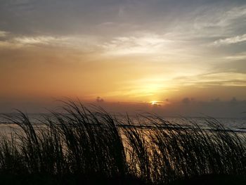 Silhouette plants on field against sky during sunset
