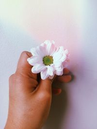 Close-up of hand holding purple flower