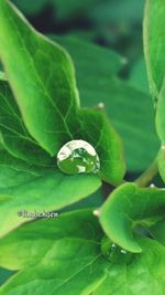 green color