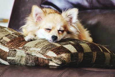 Close-up of dog sleeping on sofa