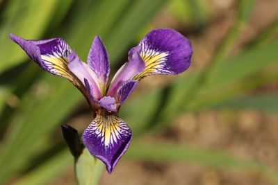 Close-up of purple crocus blooming outdoors