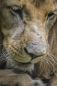 Close-up of a cat