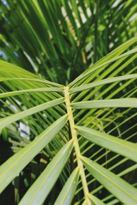 Close-up of palm tree leaves