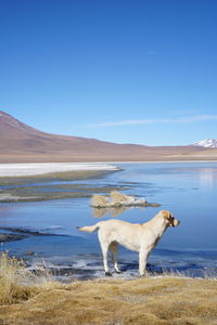 Scenic view of lake against blue sky