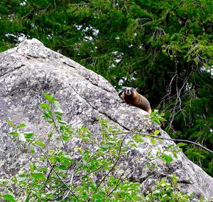 Squirrel perching on tree